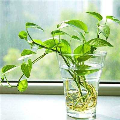 大众彩票入口welcome下载手机版